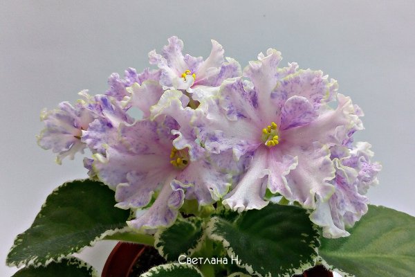 Что такое кракен шоп